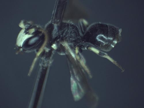 Réf. 271 547 : Hylaeus dilatatus